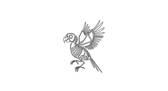 Parrot Skeleton Flying, Anatomical Illustration, Line Art