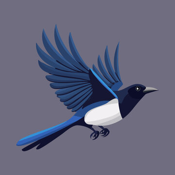 Dark blue bird flying with wings fully extended and long tail in a professional and artistic wildlife vector illustration for nature themes