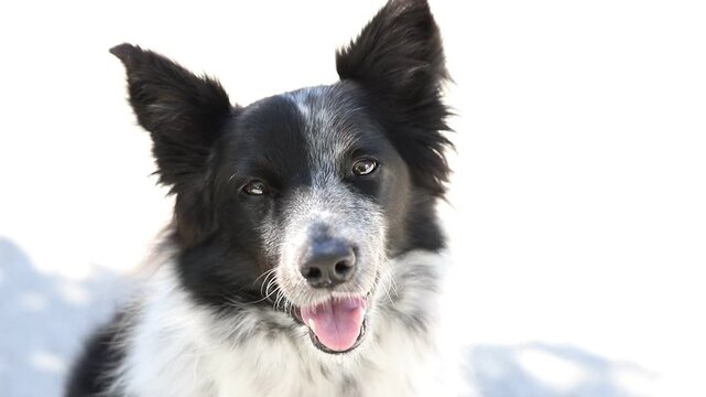 Beautiful Border Collie x Australian Cattle Dog dog panting in a hot day.