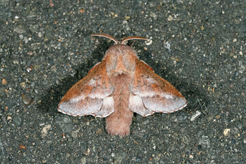ヒメカレハ（北海道・鶴居村）  © 愛 高行