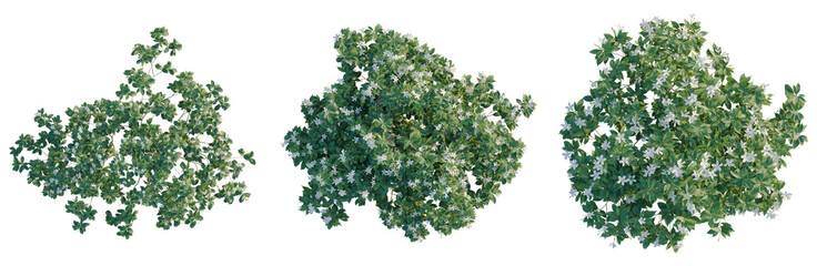 Obraz premium Ervatamia divaricata tree plan, top view, cutout, transparent background, isolate, Lush Green Foliage with Delicate Blossoms, Ideal for Nature-Themed Designs and Backgrounds.