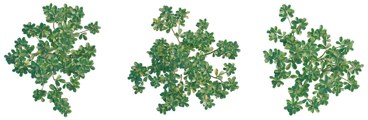 Fototapeta premium Trigonella foenum graecum tree plan, top view, cutout, transparent background, isolate, Delicate sprig of blooming lilac branch with purple flowers, spring blossom, floral