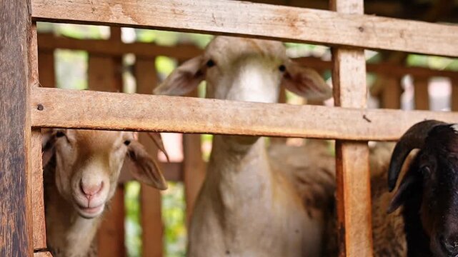 Close-up slow motion of domestic goats chewing fodder in a wooden pen. Detailed livestock rumination, organic farming, and animal husbandry concept. High-quality 4K ranch footage for agriculture