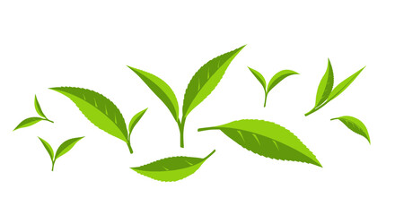 Obraz premium Fresh Green Tea Leaves Collection, Health Beverage Ingredient, Nature Plant Elements