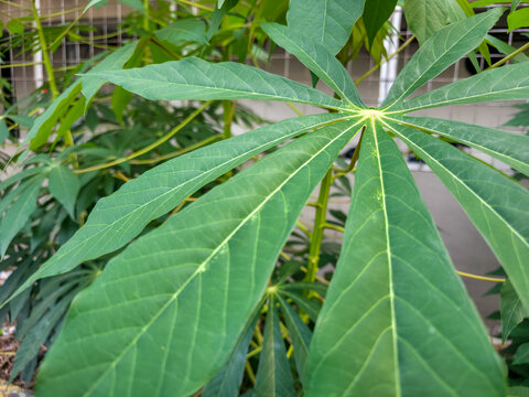 A close up shot of green cassava leaves with their characteristic palmate shape and visible yellow veins growing outdoors.