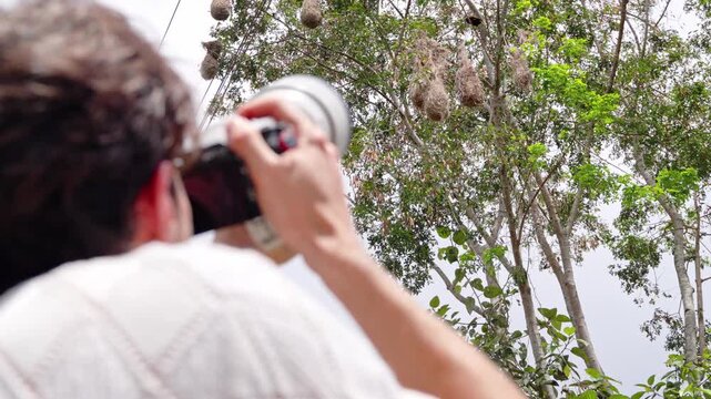 Photographer taking pictures of weaver bird nests in a tree