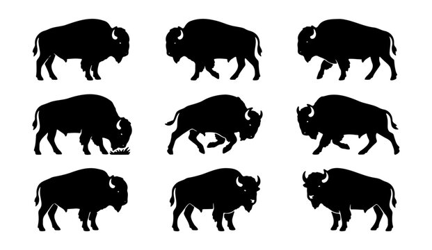 Bison silhouette collection, 9 black buffalo vector icons in various poses, wild american bull animal set for logo design and outdoor branding