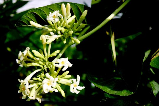 The flowers of papaya plant or carica papaya are yellowish green in color, often used in various dishes, especially in southeast asia and are traditionally used as a natural herbal medicine