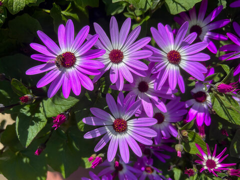 Senetti Magenta Bicolor, Senetti Magenta Bicolour