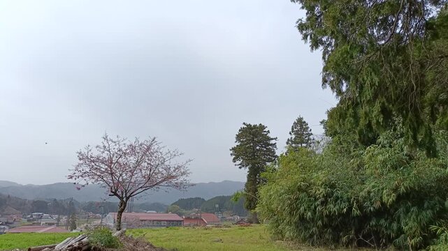 Peach Blossom Tree with Copy Space Sky, Spring Countryside Landscape Background