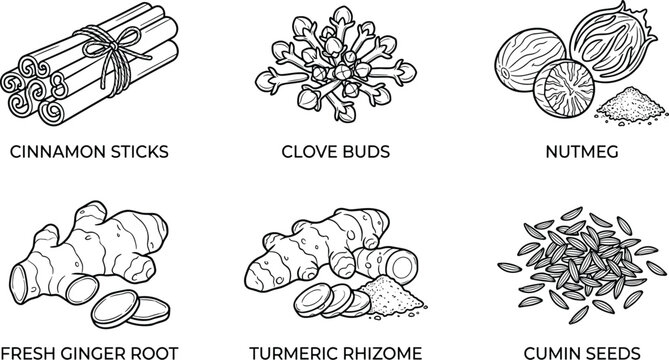 A collection of spice illustrations depicts cinnamon cloves nutmeg ginger turmeric and cumin in black and white high quality professional detailed modern elegant