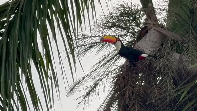 Toco toucan perched on a palm tree eating fruit