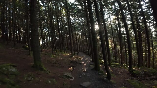 Sunlit Forest Aisle Framed By Tall Vertical Trunks, Rhythmic Rows Of Trees Create Cathedral Vibe, Soft Mossy Banks And Filtered Light Produce Cinematic Woodland Passage.