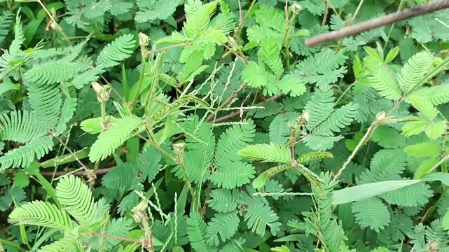 Macro Video of Mimosa Pudica Sensitive Plant Leaves Closing Rapidly Upon Human Touch Showing Thigmonasty