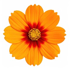 Obraz premium Vibrant close-up of an orange cosmos flower featuring a red center and yellow stamen isolated on a clean white background perfect for design projects