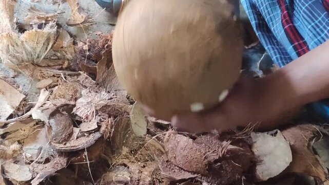 Cleaning coconut shell using machete manually, showing traditional technique and rural activity in tropical environment.