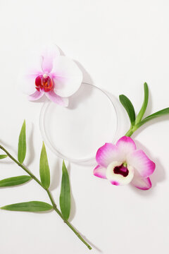 There are dendrobium and orchids next to the transparent glass slide.