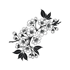 Elegant black and white illustration of a delicate cherry blossom branch, capturing the beauty of spring flowers with intricate details and a timeless monochrome aesthetic