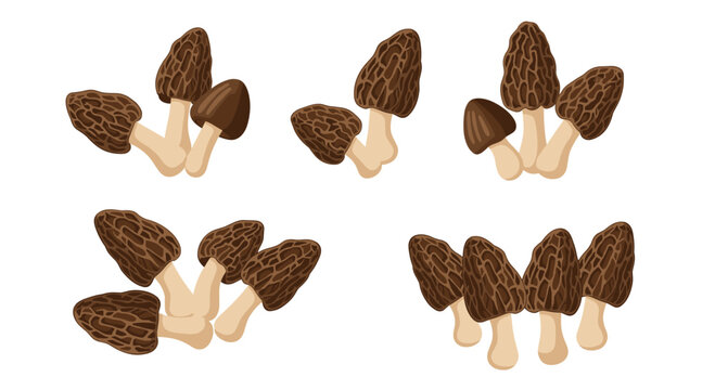 A collection of wild morel mushrooms shown in small groups from different angles isolated on a clean and simple white background.