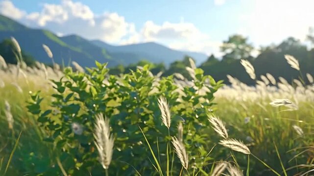 Golden wheat stalks sway gently in a soft summer breeze at sunset