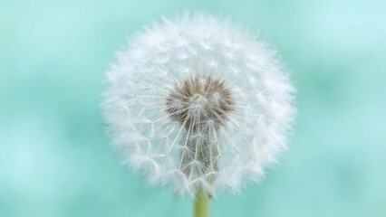 Fototapeta premium Dandelion seed head close up