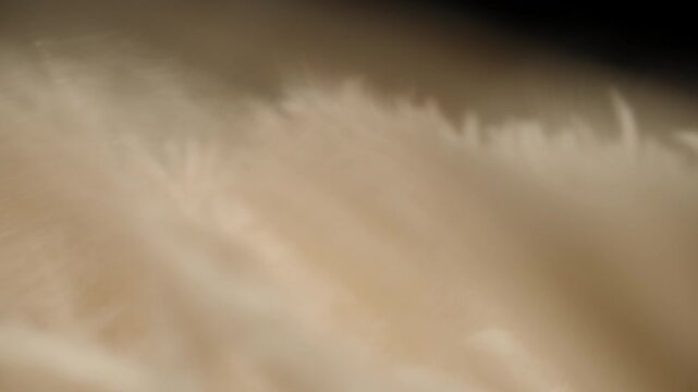 Macro Shot of Cream-Colored Fluffy Fibers Swaying in the Wind with Soft Depth and Smooth Flow Against a Dark Minimal Background Concept Gentle Motion and Tactile Minimalism