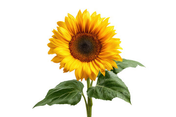 Obraz premium Single bright yellow sunflower with green leaves isolated on black background bloom blossom, Png, Isolated on Transparent Background, Cut Out