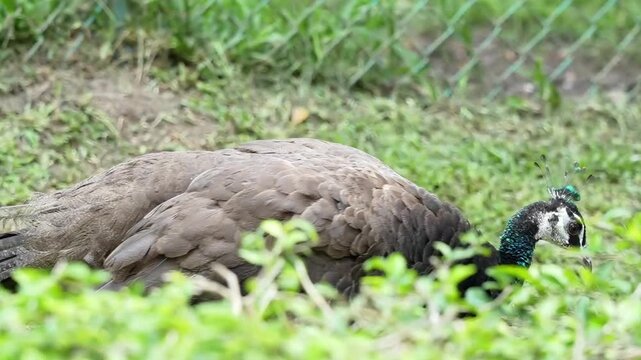 female peahen turning around and walking away in the park, the daily routine warding bird ont he ground