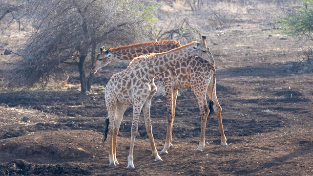 Two bachelor giraffes fighting in Kruger National Park South Africa RSA