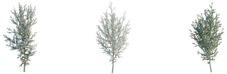 Fototapeta premium Eucalyptus gunnii tree, elevation, front view, cutout, transparent background, isolate, Delicate Birch Tree Branch with Intricate Leaf Details, Ideal for Natural Design Elements