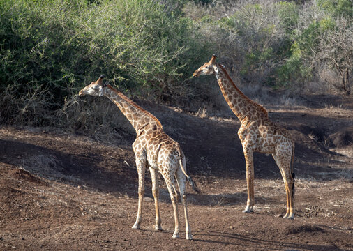 Two bachelor giraffes fighting in Kruger National Park South Africa RSA
