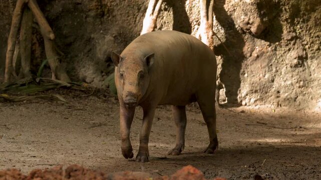 Babirusa Deer-Pig Walking and Standing in a Rocky Zoo Enclosure