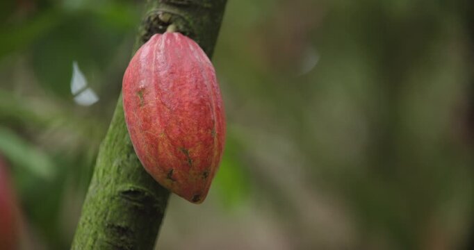 Close-up de um fruto de cacau maduro em tons de vermelho-rosado, ainda preso ao tronco da &aacute;rvore. A textura do fruto &eacute; levemente rugosa, com pequenas marcas naturais, enquanto o fundo desfocado em ton