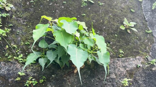 Green Bodhi Tree Leaves Growing on a Mossy Stone Wall