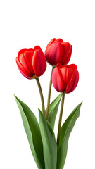 Obraz premium Red Tulip Flowers Bouquet Minimalist Spring Floral Isolated
