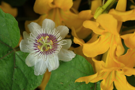 Stinking Passion Flower(Passiflora foetida) and Dolichandra unguis-cati (commonly known as cat's claw creeper) flower 