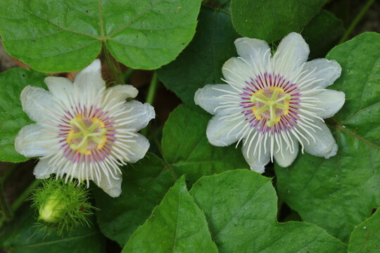 Stinking Passion Flower(Passiflora foetida)is a climbing herbaceous perennial plant growing from a woody rootstock .
The complete perfect actinomorphic flowers are arranged are solitary in leaf axils.