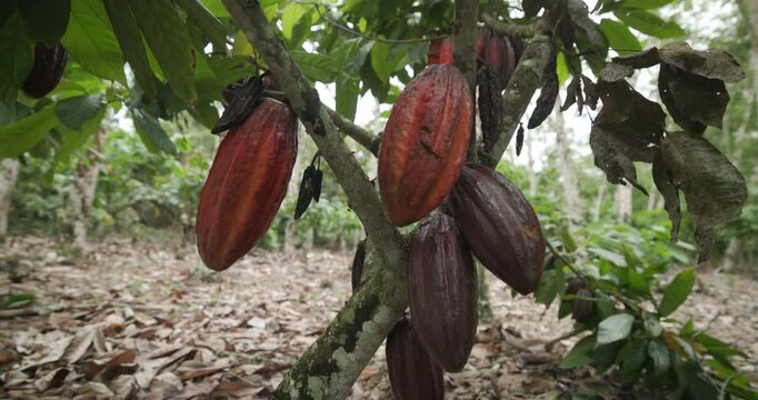Close-up de um fruto de cacau maduro em tons de vermelho-rosado, ainda preso ao tronco da &aacute;rvore. A textura do fruto &eacute; levemente rugosa, com pequenas marcas naturais, enquanto o fundo desfocado em ton