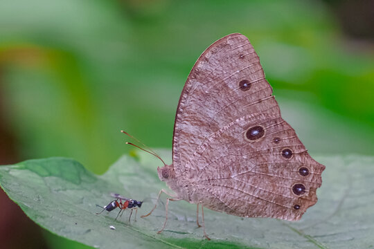 Brown Butterfly with Multiple Eyespots and Small Wasp Macro Nature Shot
