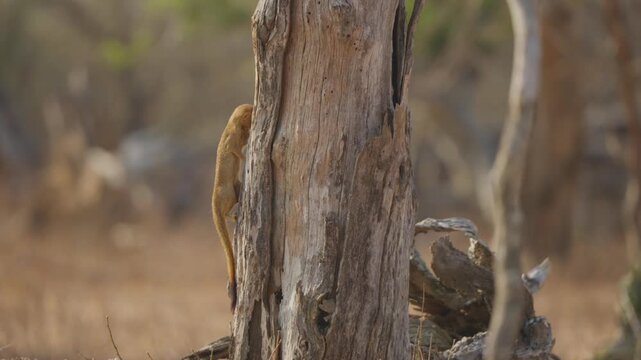 Slender mongoose forages on dead tree trunk, probing behind bark for insects in slow motion. Natural African savanna wildlife behavior with shallow depth of field.