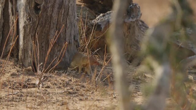 Slender mongoose eating a frog beside a rough tree trunk in Kruger National Park, South Africa. Natural savanna habitat, predation behavior, daytime wildlife documentary shot.