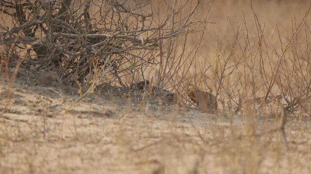 Slender mongoose sits low behind dry grass, grooming or feeding near scrubby bush in dry savanna habitat. Natural light, cautious behavior, hidden wildlife moment.
