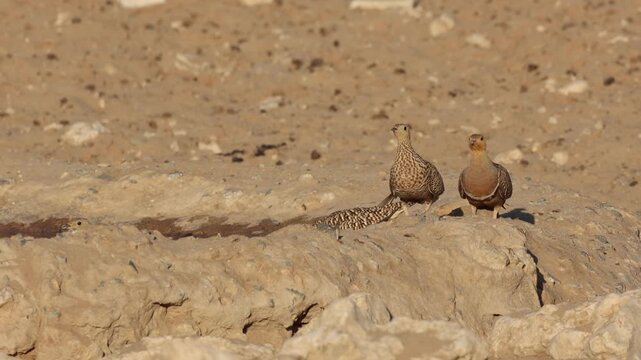 Wide shot of a males and females Namaqua sandgrouses sitting at the egde of an artificial waterhole before flying off, Kgalagadi Transfrontier Park