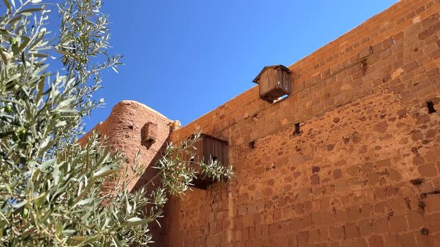 Ancient Saint Catherine monastery wall with olive tree in foreground