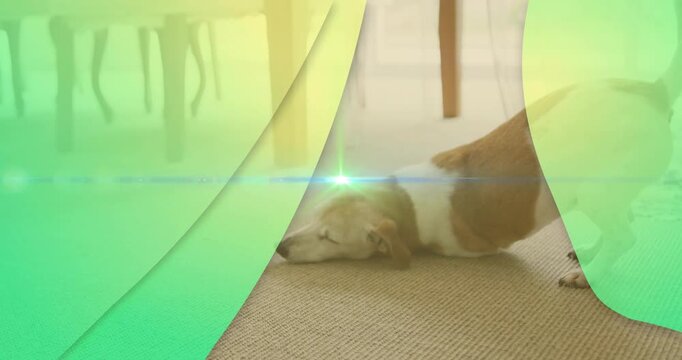 Pet care overlays peeling, causing dog stretching on rug by table, flare crossing neck, settling