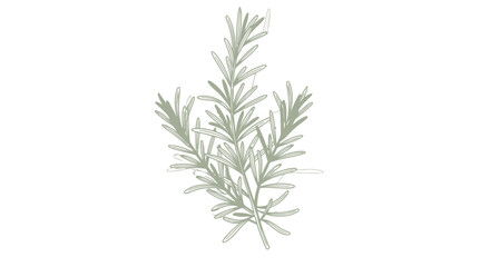 Fototapeta premium Fresh rosemary sprig illustration on white background for culinary and design concepts
