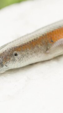 Vertical video. Dead Lizard with Two Visible Bite Marks on Head Lies Motionless on White Surface in Bright Light from Side Angle, Evidence of Predator Attack, Natural Predation Concept