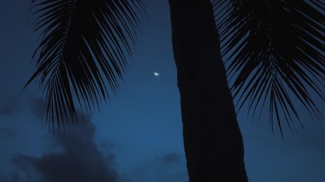 Tropical night sky with crescent moon framed by palm tree silhouette creates deep calm mood. Blue tropical night with palm trunk and moon fits travel background nature relaxation and cinematic scenes.