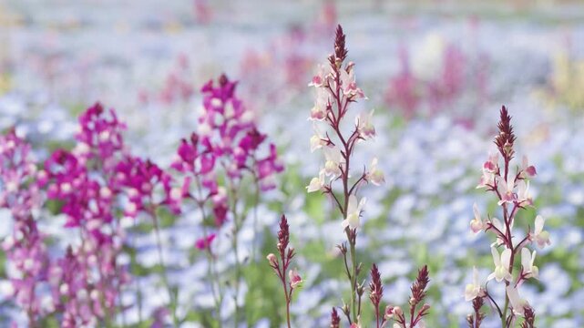 Beautiful wild red and white flower sway in wind with baby blue eyes flower (Nemophila menziesii) field background in sunny spring day, 4k slow motion footage b roll shot, spring concept.