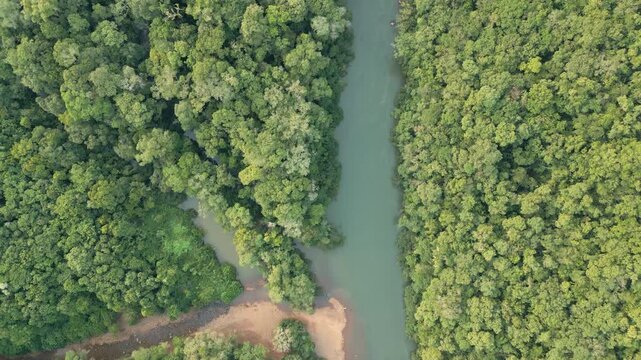 A turbulent river among trees on a sunny day. Drone footage. 
